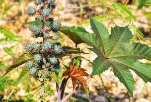 Les bienfaits de l'huile de ricin